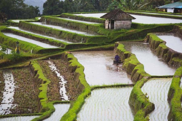 联合国粮农组织：霍尔木兹海峡持续受阻或致全球粮食价格危机